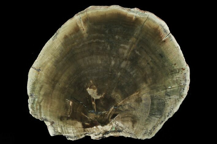 Triassic Petrified Wood (Woodworthia) Slab - Zimbabwe #78898